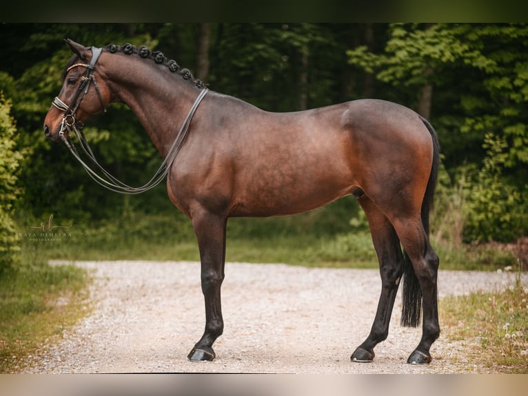 Trakehner Wallach 11 Jahre 165 cm Dunkelbrauner in Wehringen