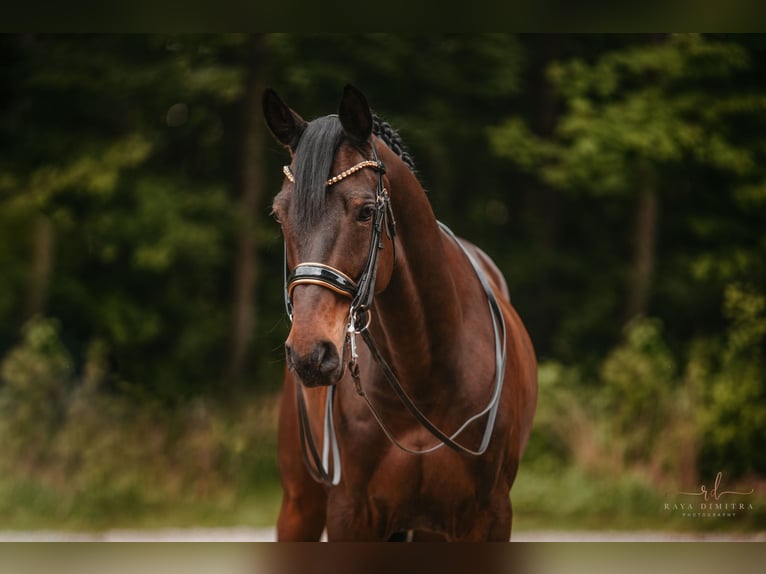 Trakehner Wallach 11 Jahre 165 cm Dunkelbrauner in Wehringen