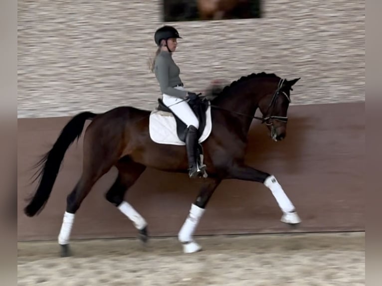 Trakehner Wallach 11 Jahre 165 cm Dunkelbrauner in Wehringen