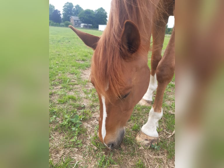 Trakehner Wallach 11 Jahre 166 cm Fuchs in G&#xFC;tersloh