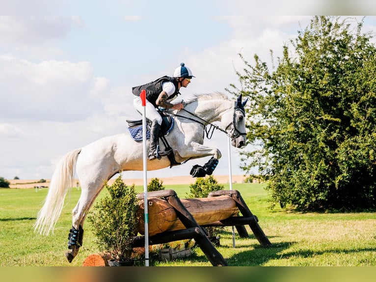 Trakehner Wallach 11 Jahre 166 cm Schimmel in Czarny Dunajec