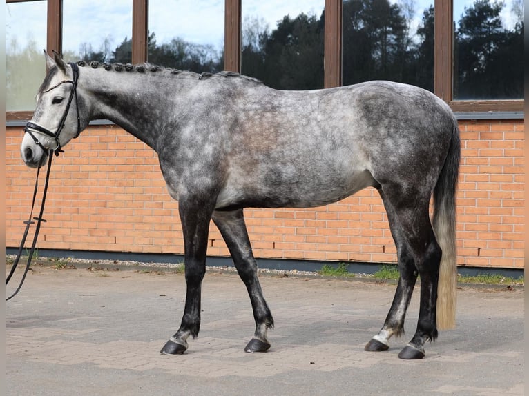 Trakehner Wallach 11 Jahre 167 cm Apfelschimmel in Henstedt-Ulzburg
