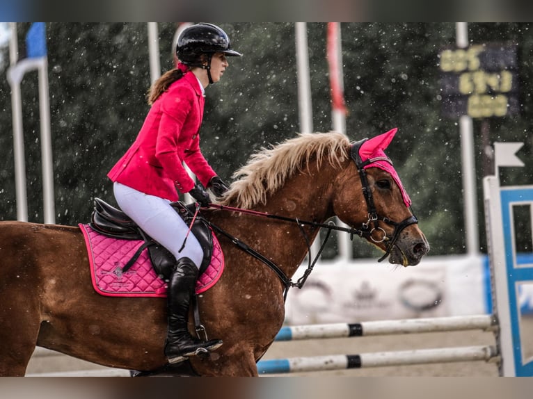 Trakehner Mix Wallach 11 Jahre 167 cm Dunkelfuchs in Grobina