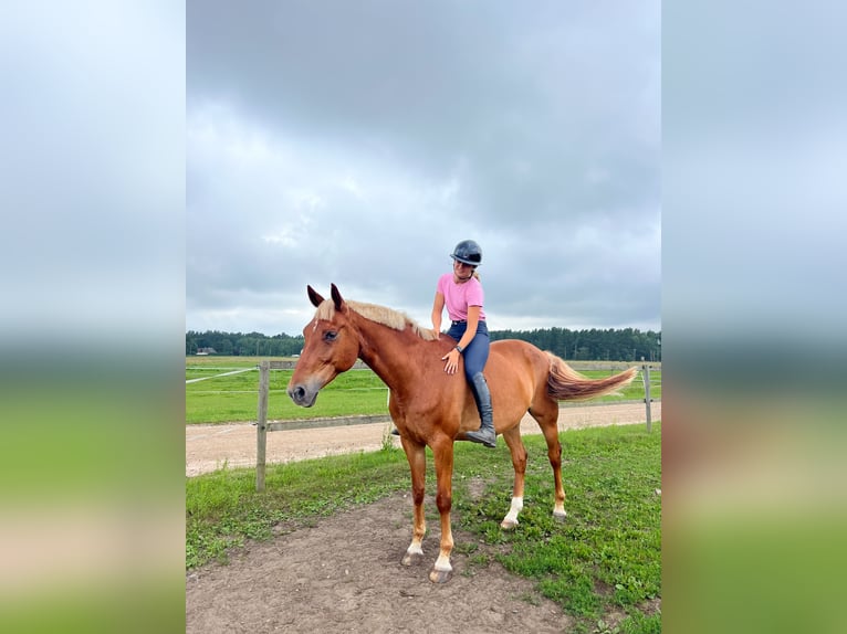 Trakehner Mix Wallach 11 Jahre 167 cm Dunkelfuchs in Grobina