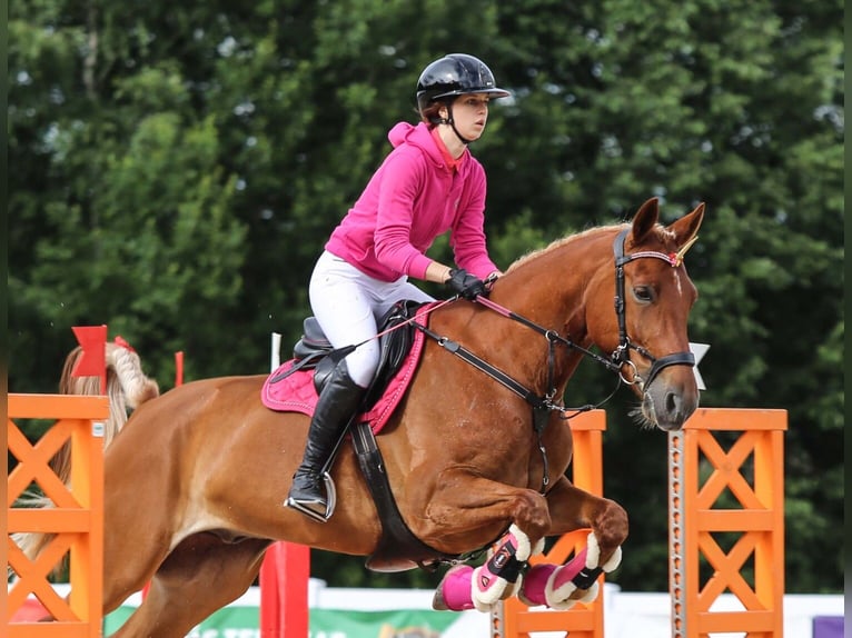 Trakehner Mix Wallach 11 Jahre 167 cm Dunkelfuchs in Grobina