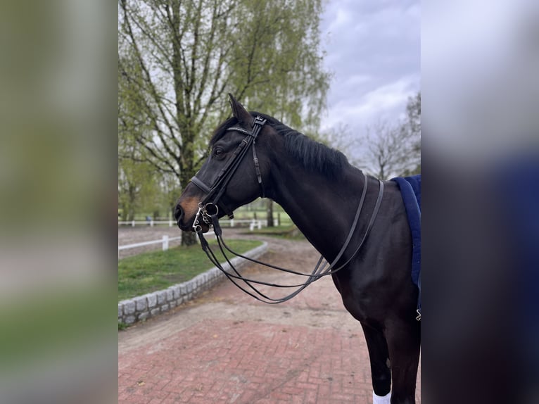 Trakehner Wallach 11 Jahre 167 cm Schwarzbrauner in Egestorf