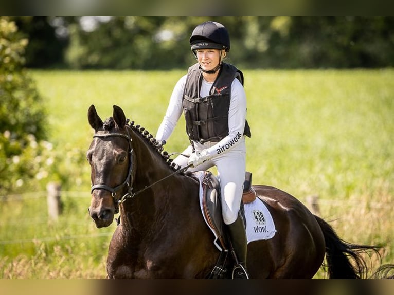 Trakehner Wallach 11 Jahre 167 cm Schwarzbrauner in Egestorf