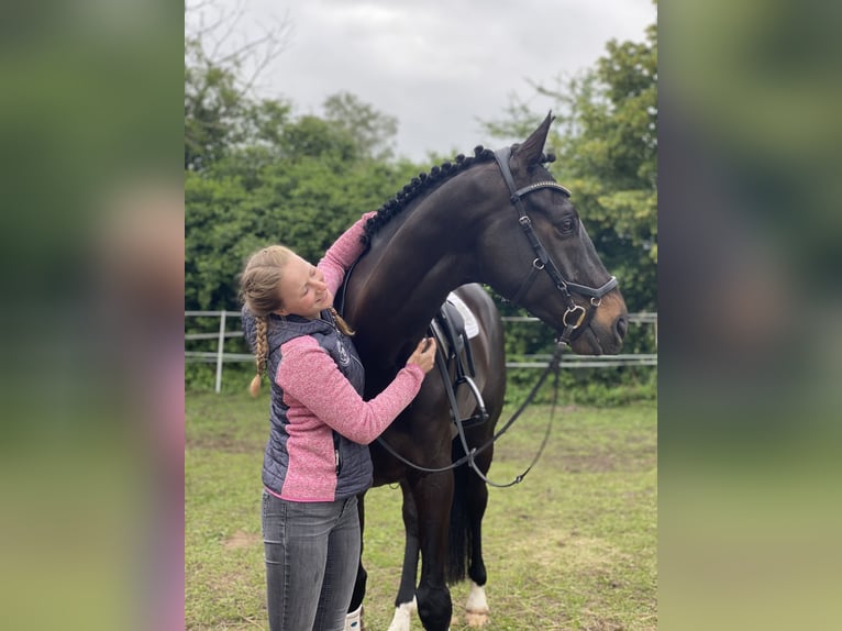 Trakehner Wallach 11 Jahre 167 cm Schwarzbrauner in Egestorf