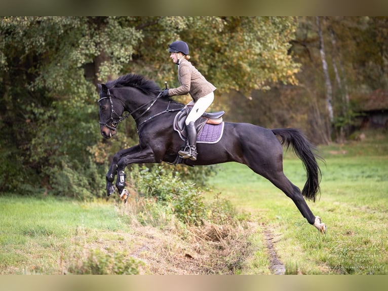 Trakehner Wallach 11 Jahre 167 cm Schwarzbrauner in Egestorf