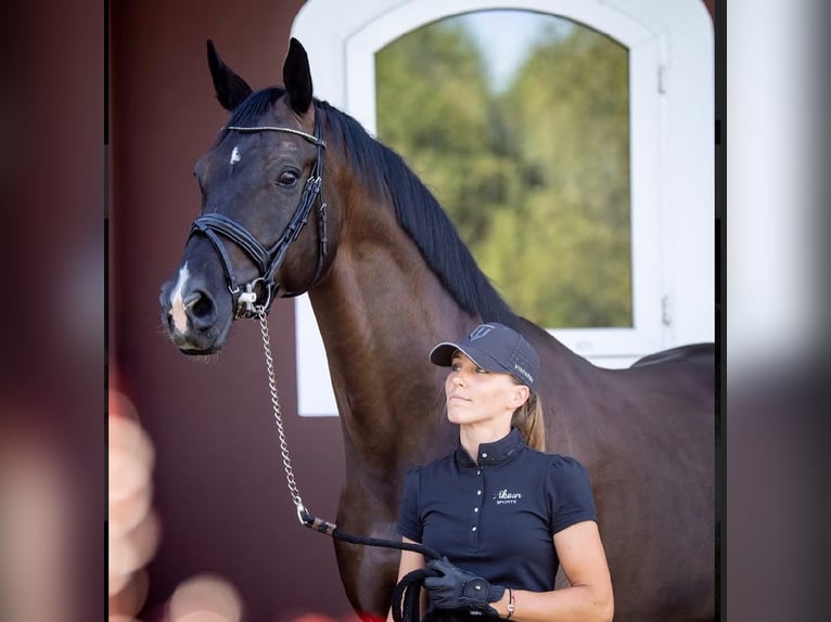 Trakehner Wallach 11 Jahre 168 cm Rappe in Aleksandria