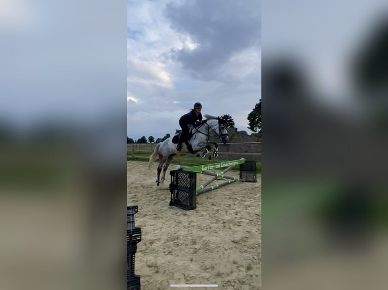 Trakehner Wallach 11 Jahre 170 cm Blauschimmel in Hamm