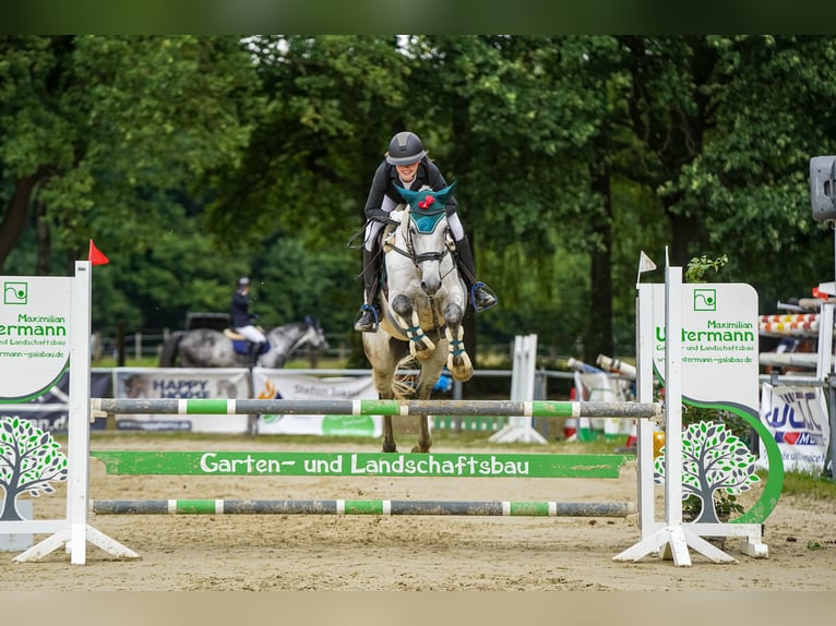 Trakehner Wallach 11 Jahre 170 cm Blauschimmel in Hamm