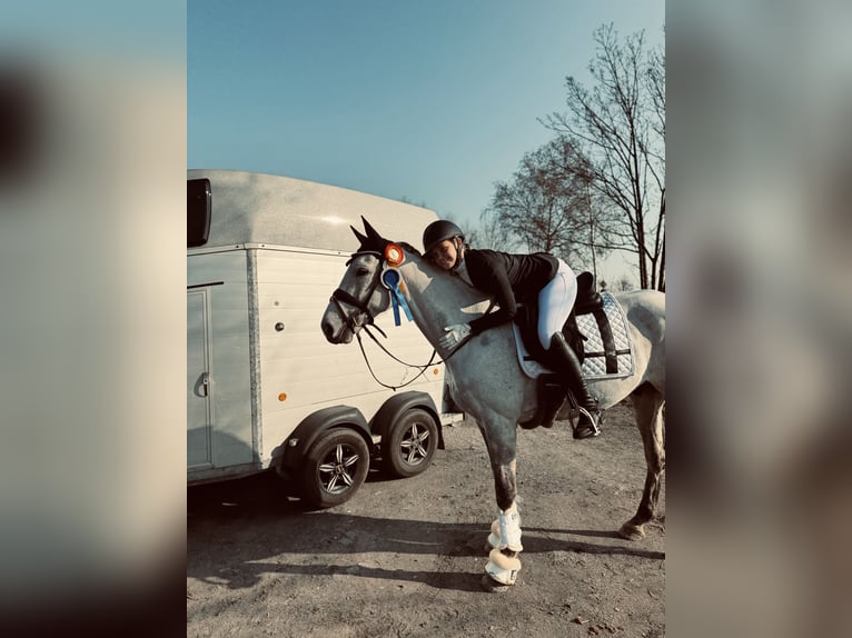 Trakehner Wallach 11 Jahre 170 cm Blauschimmel in Hamm