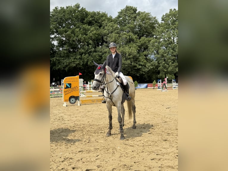 Trakehner Wallach 11 Jahre 170 cm Blauschimmel in Hamm