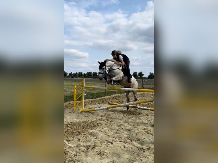 Trakehner Wallach 11 Jahre 170 cm Blauschimmel in Hamm