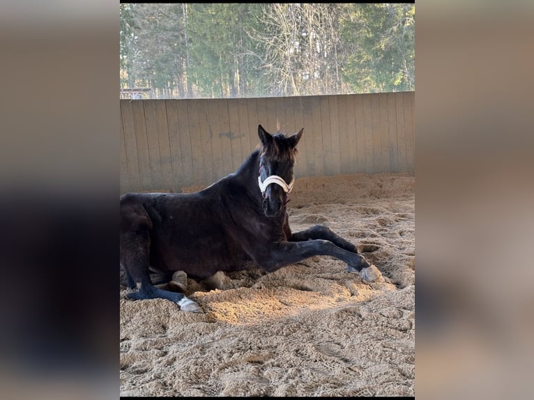 Trakehner Wallach 11 Jahre 170 cm Dunkelbrauner in Lamerdingen