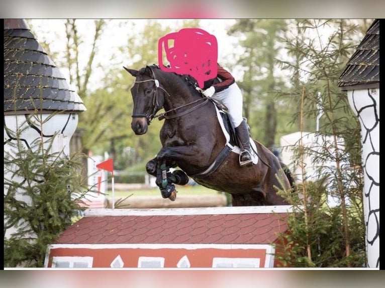 Trakehner Wallach 11 Jahre 170 cm Dunkelbrauner in Langenneufnach