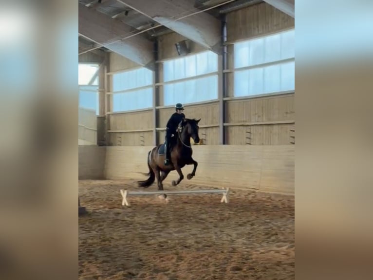 Trakehner Wallach 11 Jahre 170 cm Dunkelbrauner in Langenneufnach