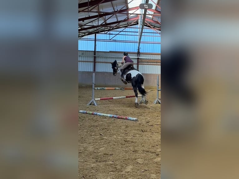 Trakehner Mix Wallach 11 Jahre 170 cm Schecke in Leichlingen