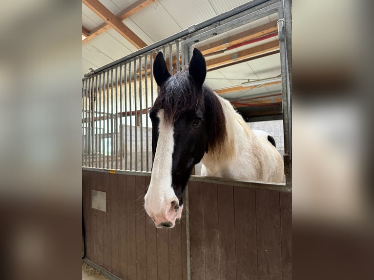 Trakehner Mix Wallach 11 Jahre 170 cm Schecke in Leichlingen