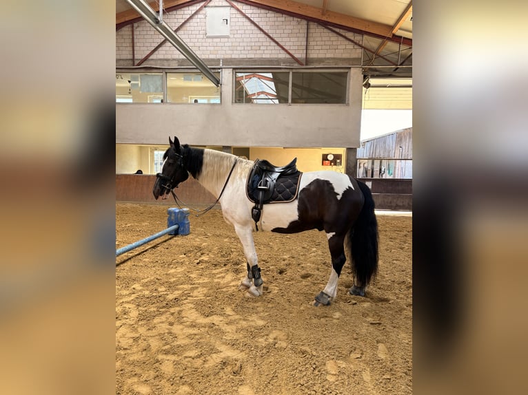 Trakehner Mix Wallach 11 Jahre 170 cm Schecke in Leichlingen