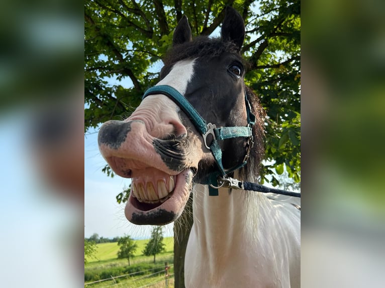 Trakehner Mix Wallach 11 Jahre 170 cm Schecke in Leichlingen