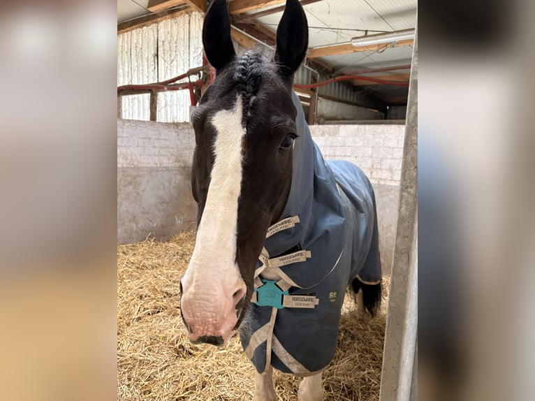 Trakehner Mix Wallach 11 Jahre 170 cm Schecke in Leichlingen