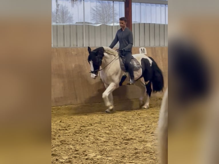 Trakehner Mix Wallach 11 Jahre 170 cm Schecke in Leichlingen