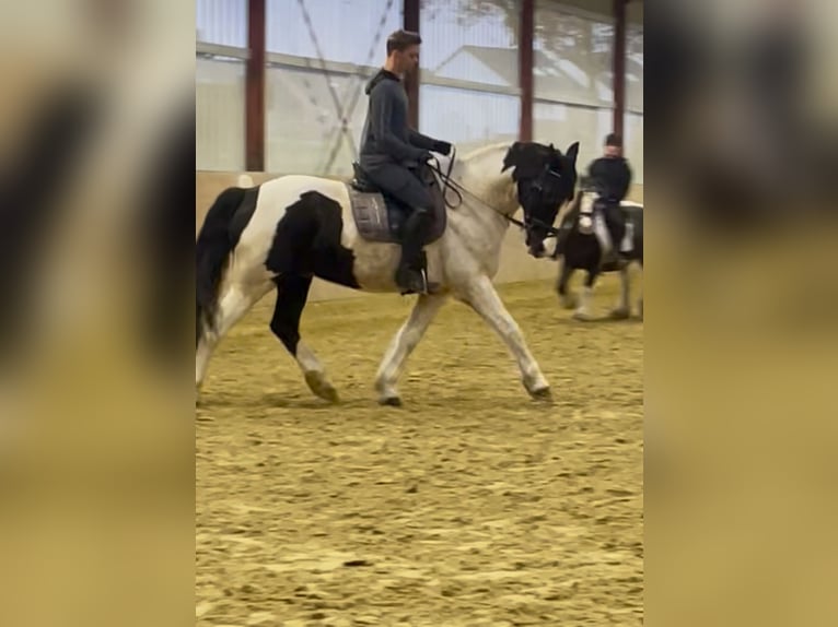 Trakehner Mix Wallach 11 Jahre 170 cm Schecke in Leichlingen