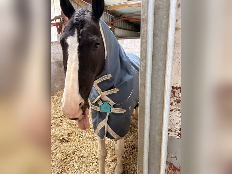 Trakehner Mix Wallach 11 Jahre 170 cm Schecke in Leichlingen