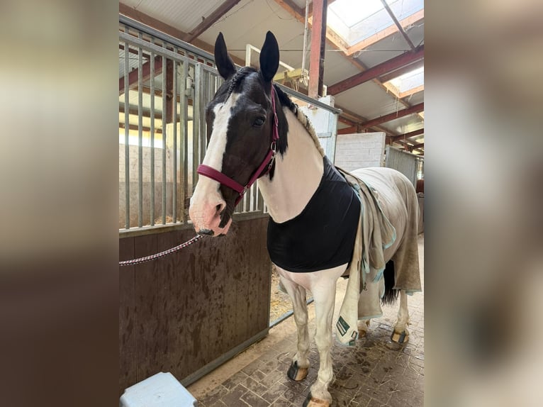 Trakehner Mix Wallach 11 Jahre 170 cm Schecke in Leichlingen