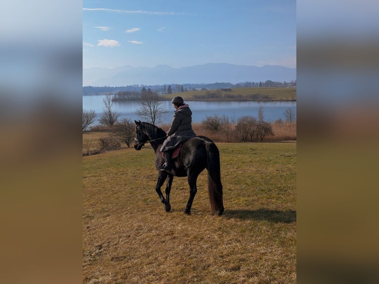 Trakehner Wallach 11 Jahre 175 cm Rappe in Obersöchering