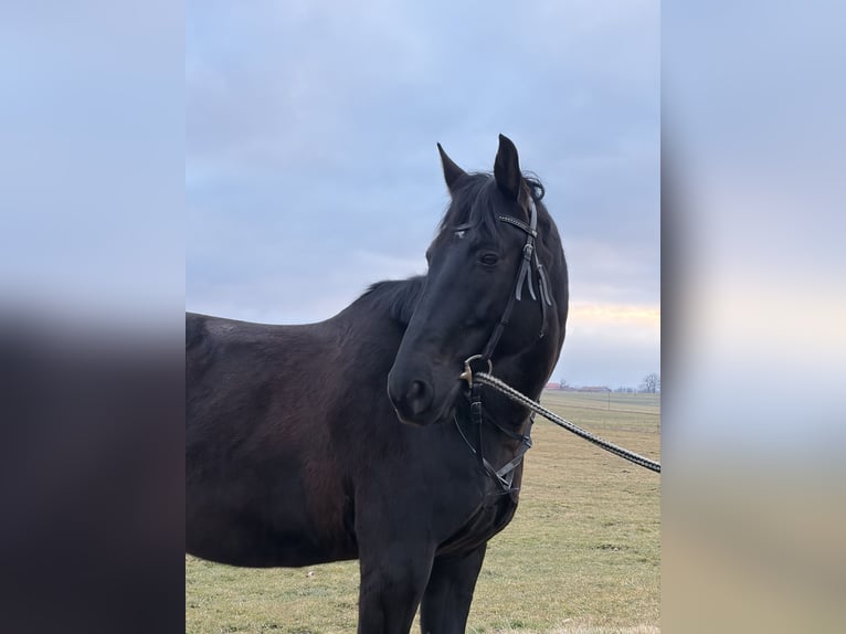 Trakehner Wallach 11 Jahre 175 cm Rappe in Obersöchering