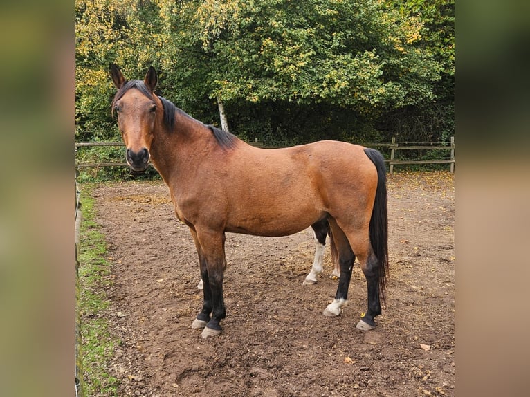 Trakehner Wallach 12 Jahre 157 cm Brauner in Mayen