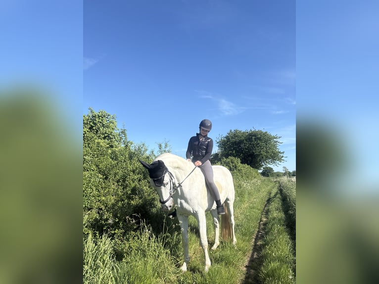Trakehner Wallach 12 Jahre 158 cm Schimmel in Timmendorfer Strand