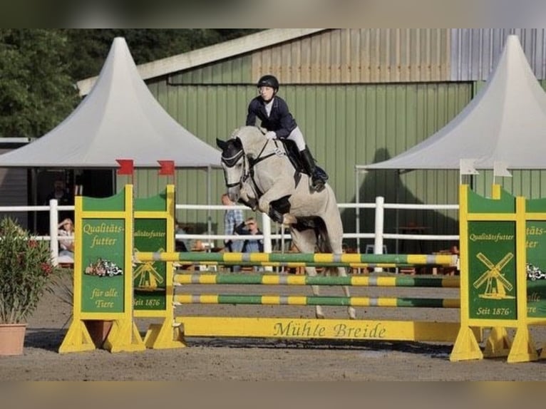Trakehner Wallach 12 Jahre 158 cm Schimmel in Timmendorfer Strand