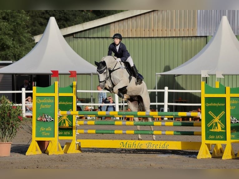 Trakehner Wallach 12 Jahre 158 cm Schimmel in Norderstedt