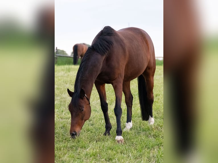 Trakehner Wallach 12 Jahre 163 cm Brauner in Karlsbad
