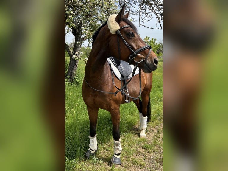 Trakehner Wallach 12 Jahre 163 cm Brauner in Karlsbad