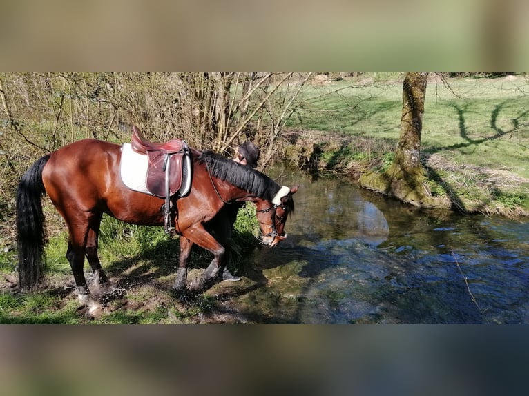 Trakehner Wallach 12 Jahre 163 cm Brauner in Karlsbad