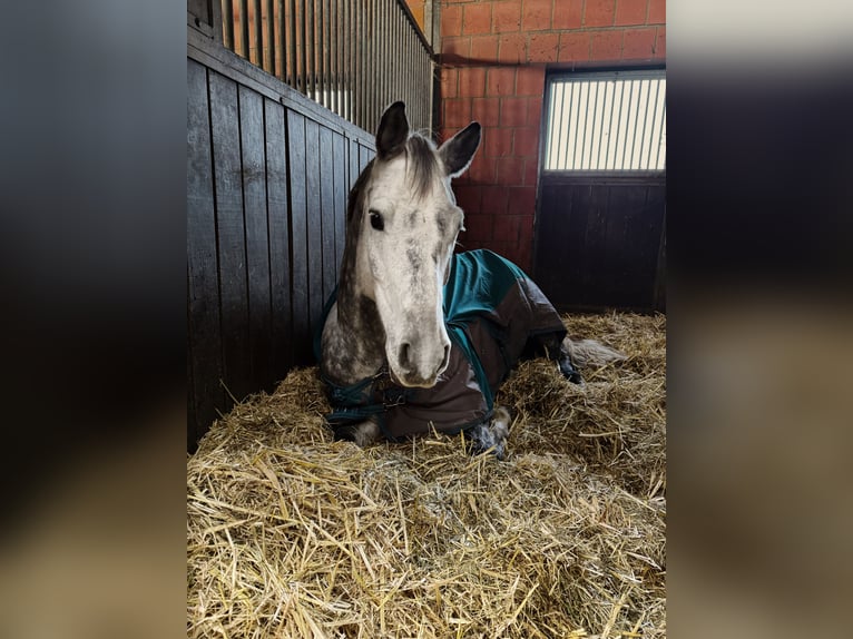 Trakehner Wallach 12 Jahre 167 cm Schimmel in Rheinberg