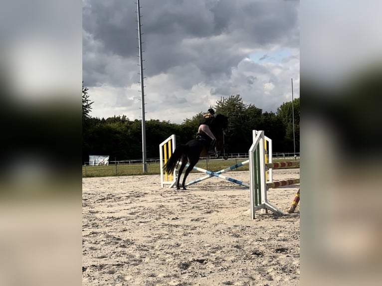 Trakehner Wallach 12 Jahre 168 cm Schwarzbrauner in Bad Hersfeld