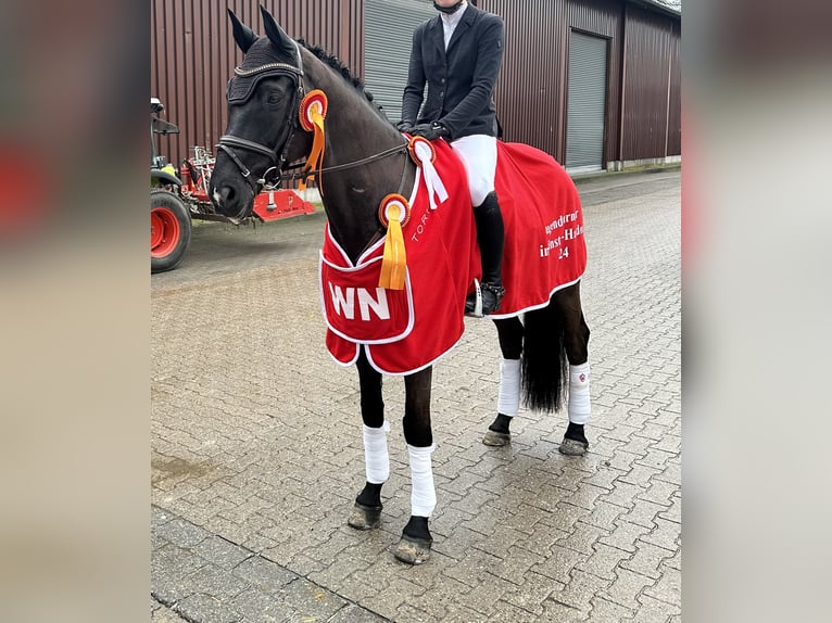 Trakehner Wallach 12 Jahre 169 cm Rappe in Telgte