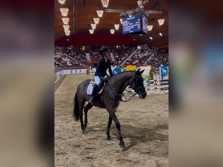 Trakehner Wallach 12 Jahre 169 cm Rappe in Telgte