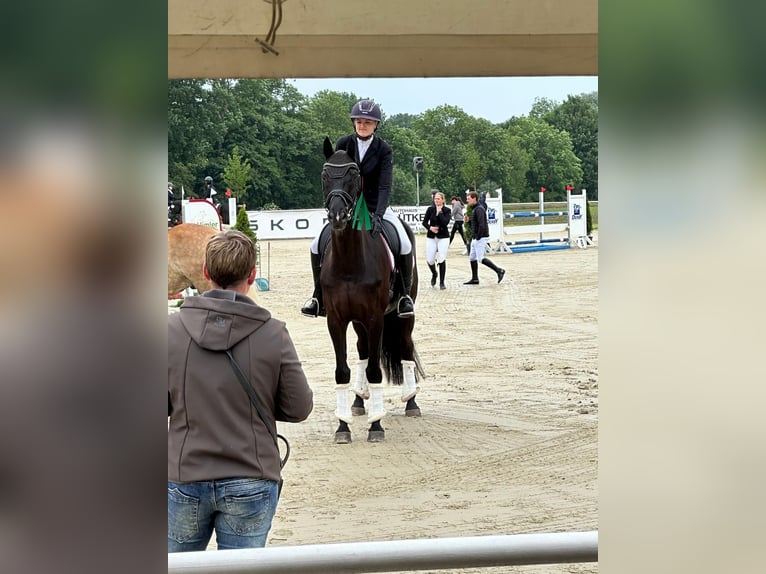 Trakehner Wallach 12 Jahre 169 cm Rappe in Telgte