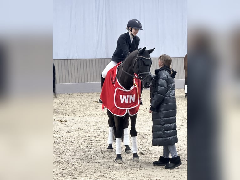 Trakehner Wallach 12 Jahre 169 cm Rappe in Telgte