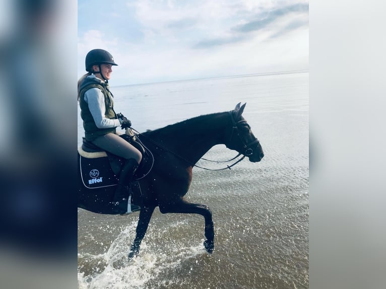 Trakehner Wallach 12 Jahre 169 cm Rappe in Telgte