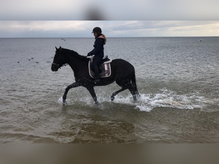 Trakehner Wallach 12 Jahre 170 cm Dunkelbrauner in Oberkr&#xE4;mer