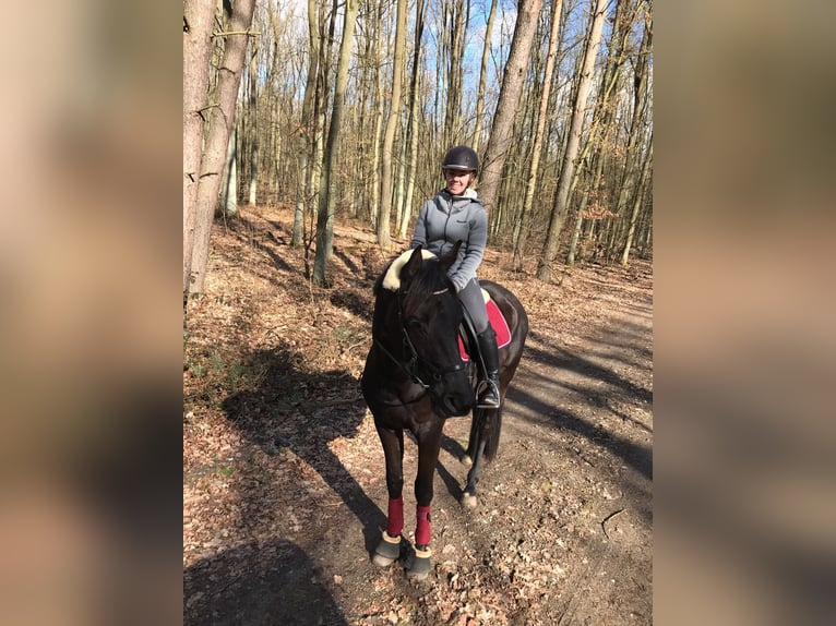 Trakehner Wallach 12 Jahre 170 cm Dunkelbrauner in Oberkr&#xE4;mer