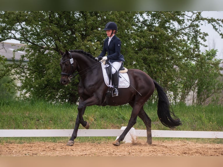 Trakehner Wallach 12 Jahre 170 cm Dunkelbrauner in Oberkr&#xE4;mer